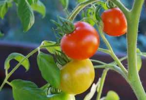 bush-tomatoes-876963_1280