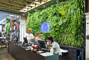 壁面緑化　植物