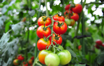 トマトの育て方プランター