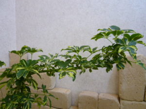 育てやすい観葉植物 ランキング